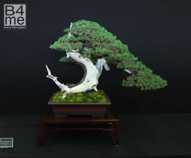 bonsai